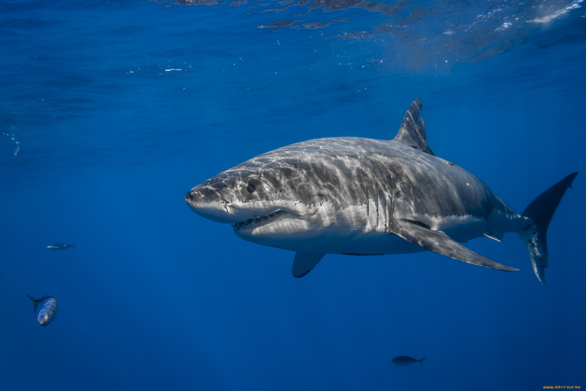 great white shark, , , , , 